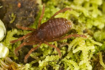 Media type: image;   Invertebrate Zoology 29554